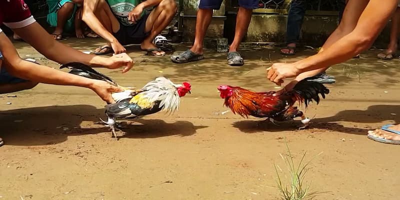 Đá Gà Thomo Sky88 Trực Tuyến Hấp Dẫn Với Những Trận Đấu Hay 2 Đá gà thomo là gì?